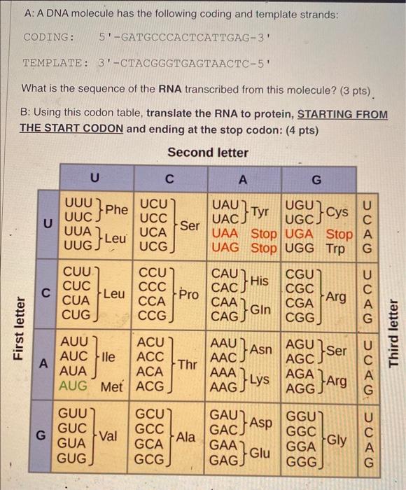 Solved A: A DNA molecule has the following coding and | Chegg.com