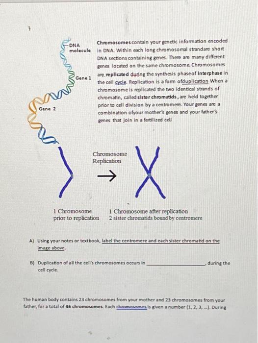 -DNA molecule Gene 1 Gene 2 Chromosomes contain your | Chegg.com