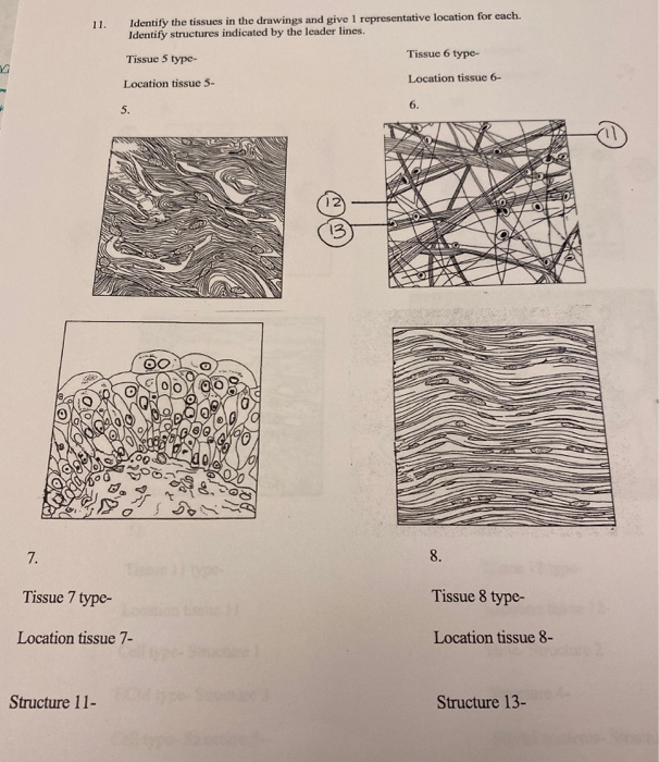 Solved 11. Identify the tissues in the drawings and give 1 | Chegg.com