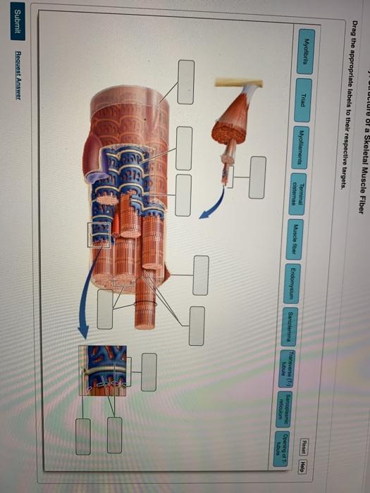 Solved Juuluu ol a Skeletal Muscle Fiber Drag the | Chegg.com