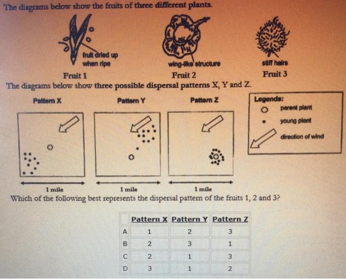 Solved The diagrams below show the fruits of three different | Chegg.com