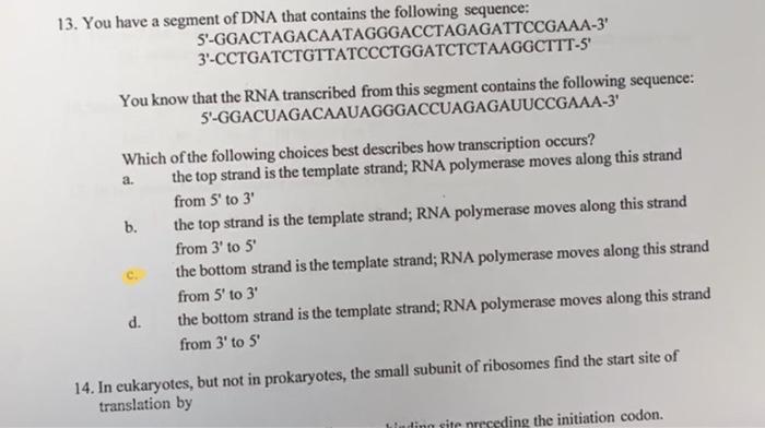 Solved You have a segment of DNA that contains the following | Chegg.com