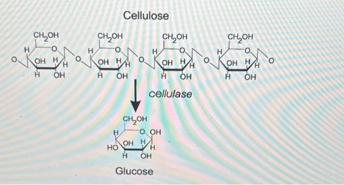 Solved A, Amylase. B. Pepsin And Amylase. C. Pepsin D. | Chegg.com