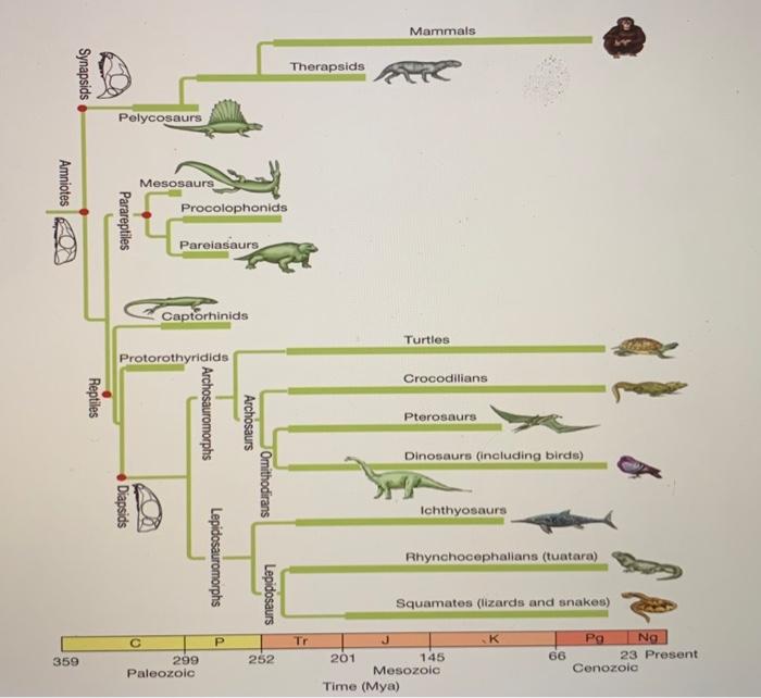 Solved Mammals Therapsids Synapsids Pelycosaurs Amniotes ON | Chegg.com