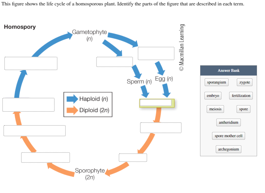 Solved This Figure Shows The Life Cycle Of A Homosporous | Chegg.com