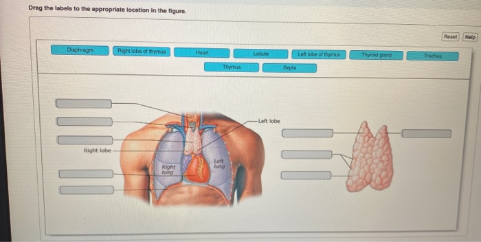 Solved Drag the labels to the appropriate location in the | Chegg.com