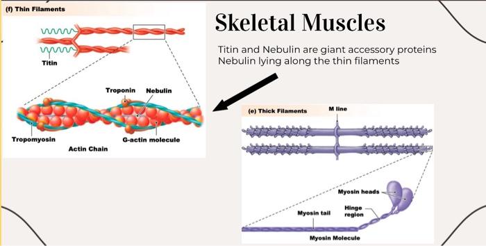 Solved Skeletal Muscles Titin and Nebulin are giant | Chegg.com