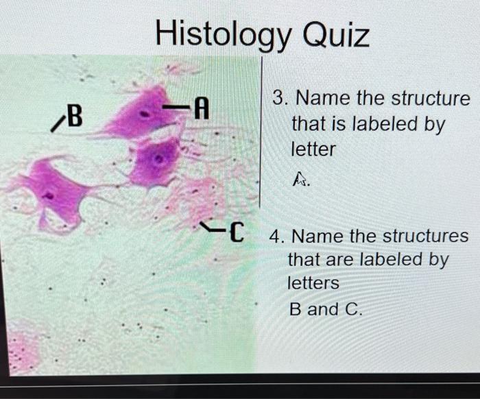 Solved Name the structures that are laneled by letter B and | Chegg.com
