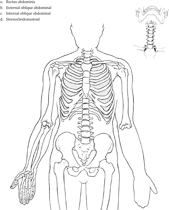 Muscles Of The Torso Worksheet : Skeletal And Muscular System