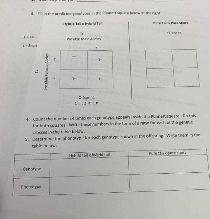 Solved 3. Fill in the predicted genotypes in the Punnett | Chegg.com