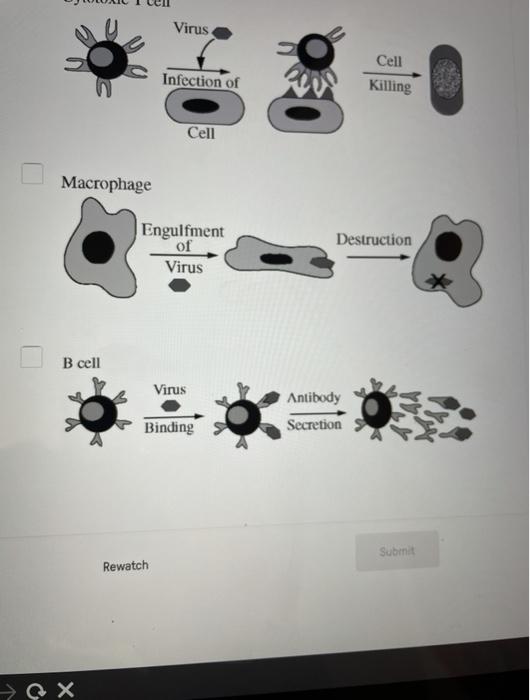 Solved The healthy human immune system responds to pathogens | Chegg.com