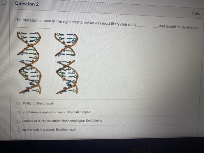 Solved Question 2 2 pts The mutation shown in the right | Chegg.com