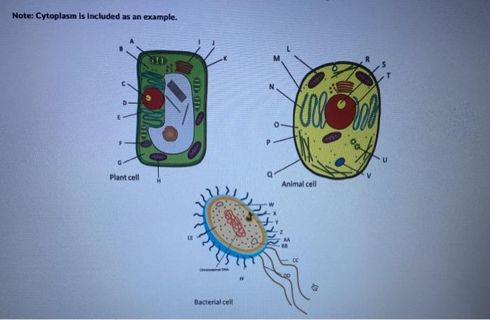 labeled plant and animal cells