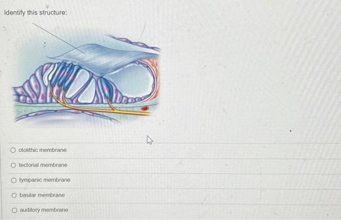 Conquer Otolithic Membrane Labeling Expert Strategies Revealed - viuqes6