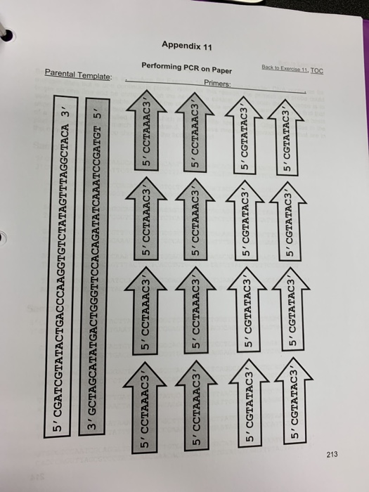 solved-worksheet-pcr-name-lab-period-instructor-prelab-on-a-chegg