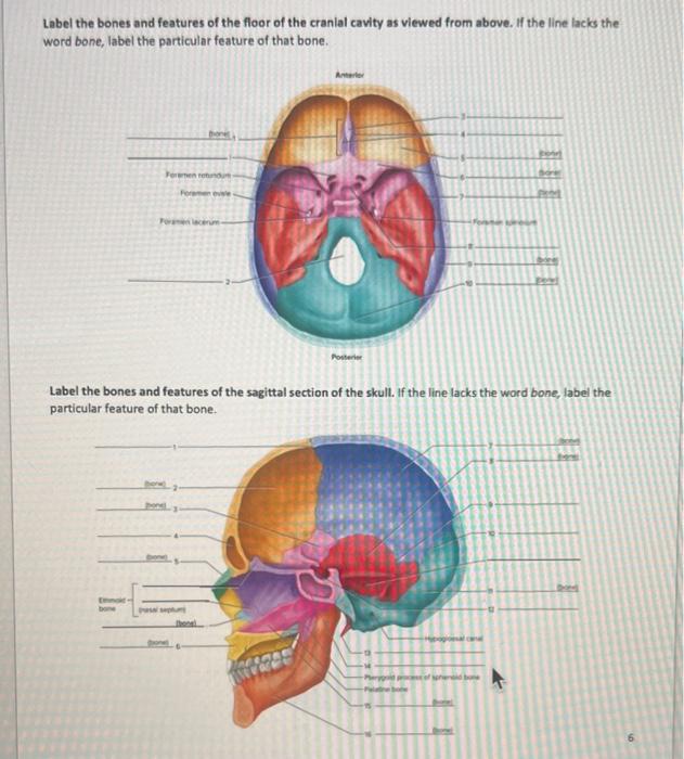 Solved 1. A bone that has roughly parallel surfaces and | Chegg.com