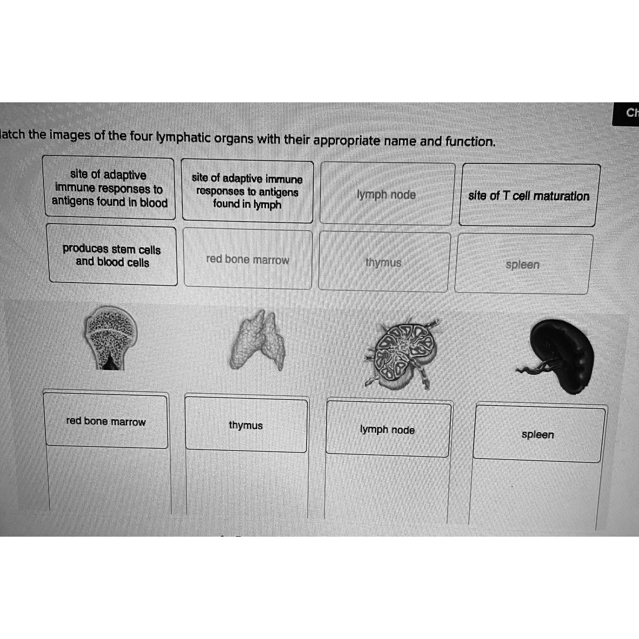 solved-latch-the-images-of-the-four-lymphatic-organs-with-chegg