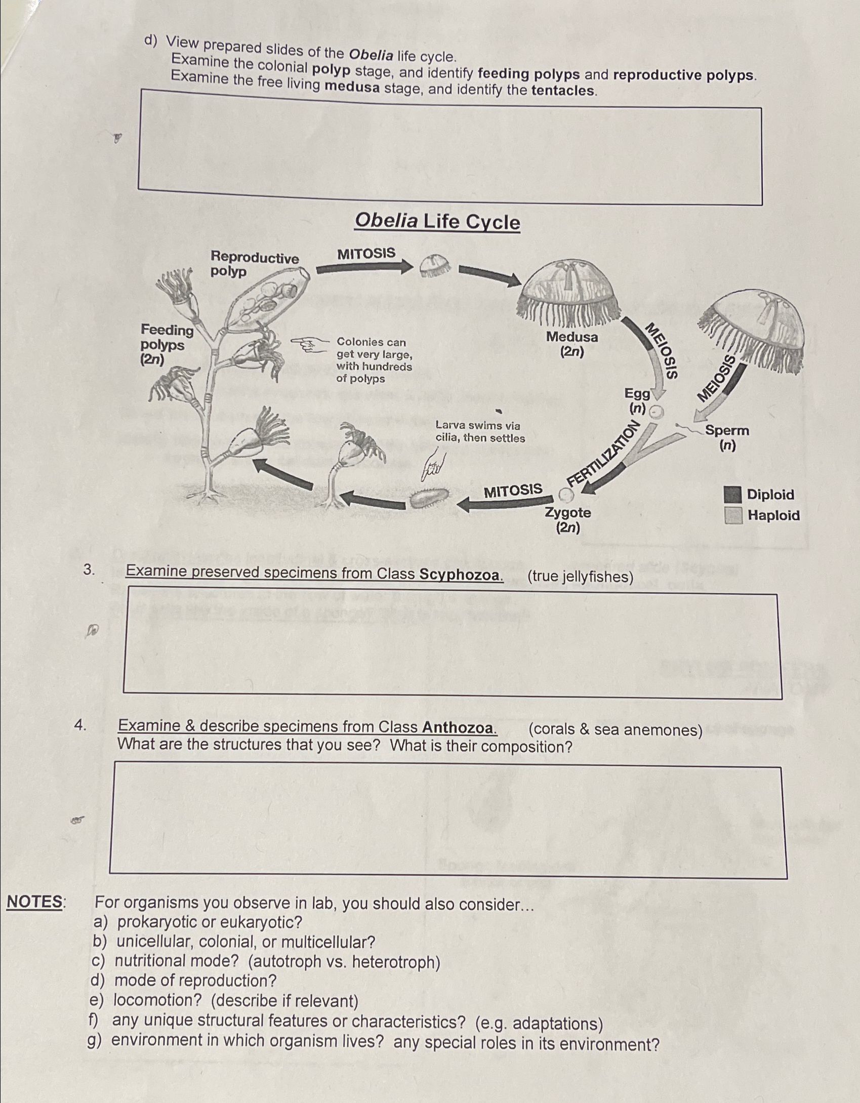 Solved d) ﻿View prepared slides of the Obelia life | Chegg.com