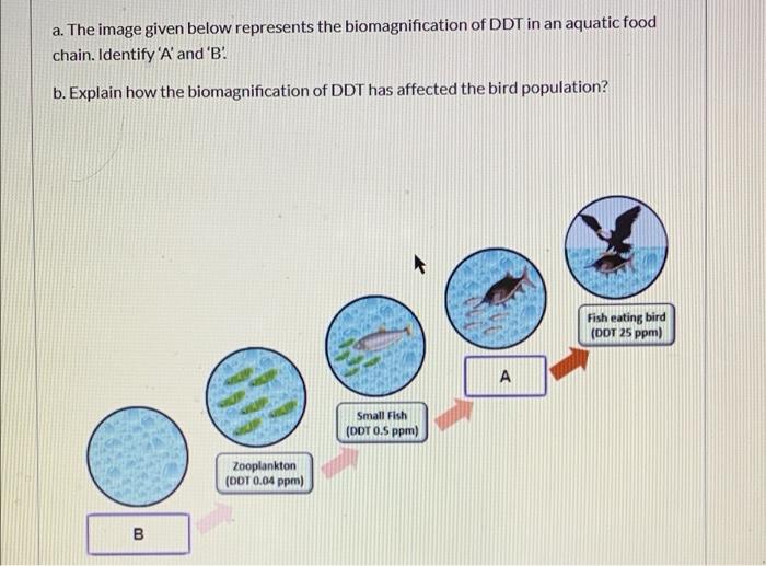 a. The image given below represents the biomagnification of DDT in an aquatic food
chain. Identify A and B
b. Explain how 