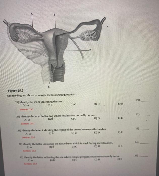 Solved B Figure 25.2 Use The Diagram Above To Answer The 