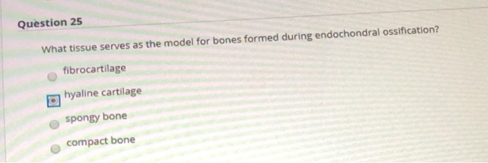 Solved Question 25 What Tissue Serves As The Model For Bones Chegg