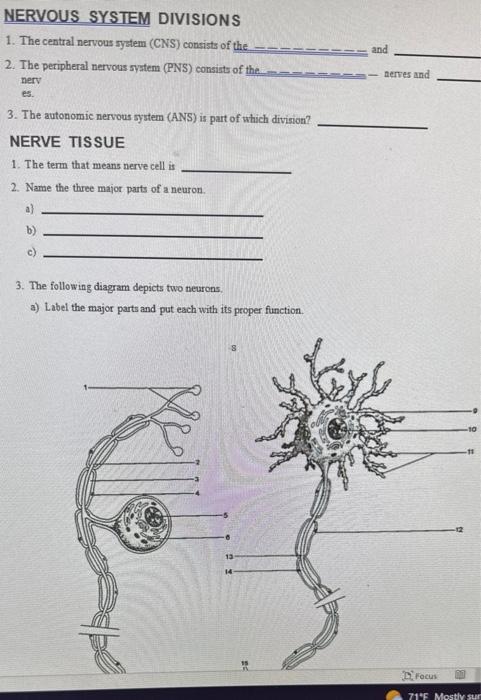 Solved The Central Nervous System Includes The 1 Chegg Com