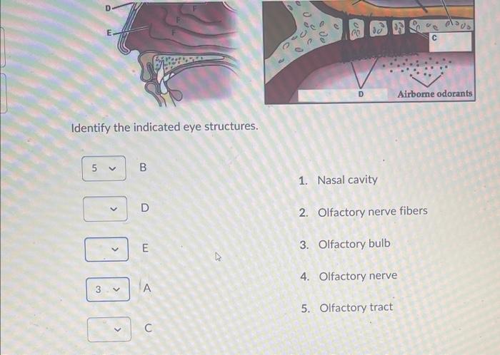 Solved Question 3 (5 Points) Saved Identify The Indicated | Chegg.com