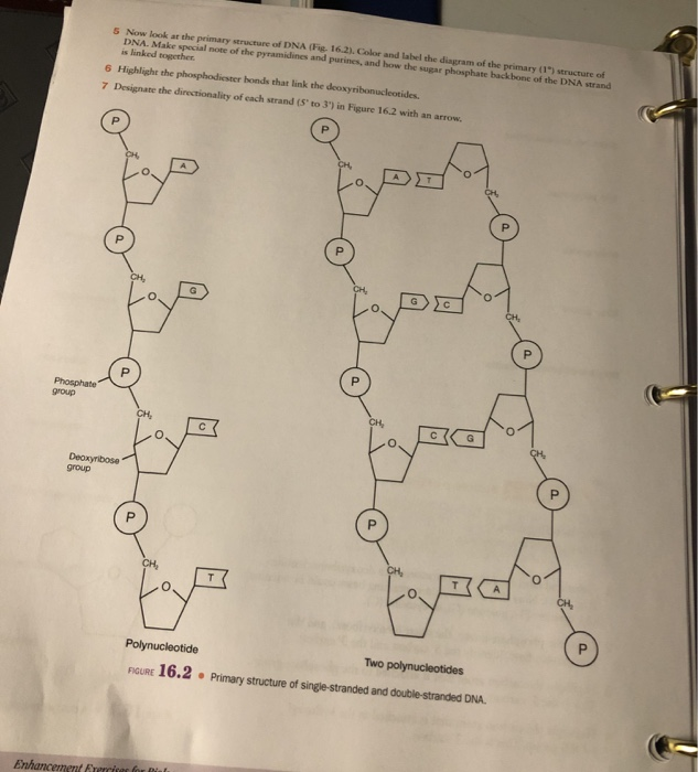 Solved Activity 2 Structure Of Dna Materials Required Col Chegg Com