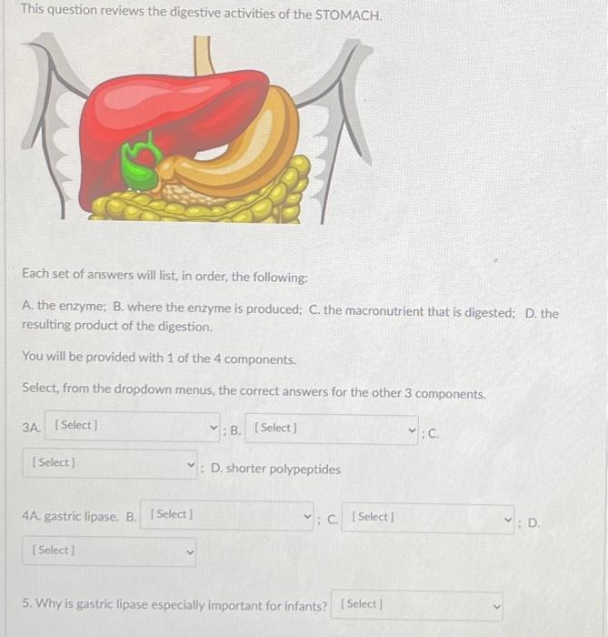 Solved This question reviews the digestive activities of the | Chegg.com