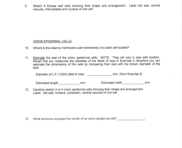 9. Sketch 6 Elodea leaf cells showing their shape and arrangement. Label cell wall, central vacuole, chloroplasts and nucleus