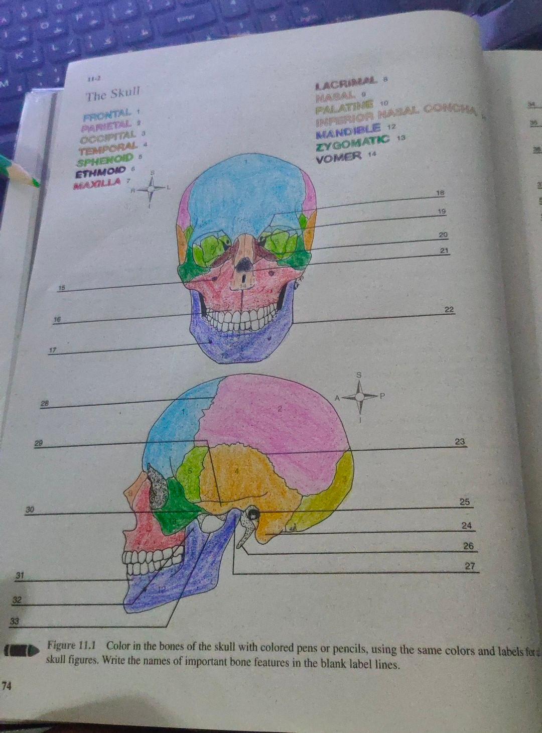 INTERIOR NARRAL CONCHA The Skull LACRIM. PASALO PALLATING 10 PORTAL MANDIBLE 12 ZYGOMATIC 13 VOMER 14 OCCIPITAL TEMPORAL 4 SP