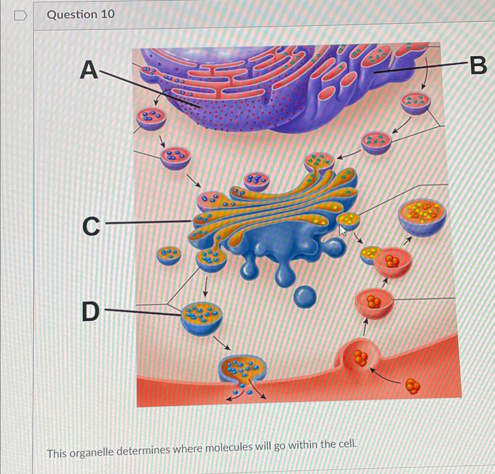 Solved Question 10This organelle determines where molecules | Chegg.com