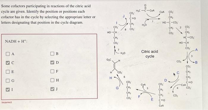 Solved Some cofactors participating in reactions of the | Chegg.com