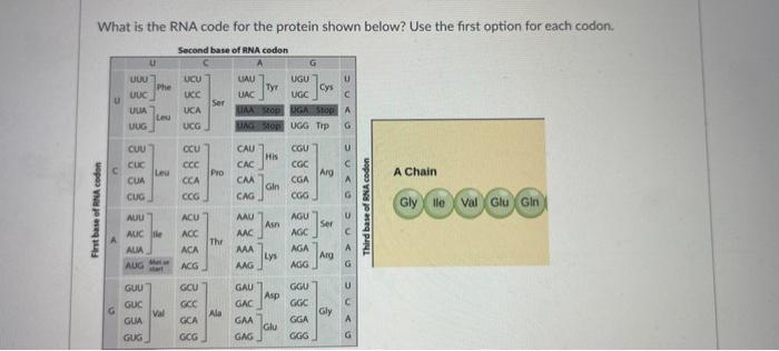 Solved What is the RNA code for the protein shown below? Use | Chegg.com