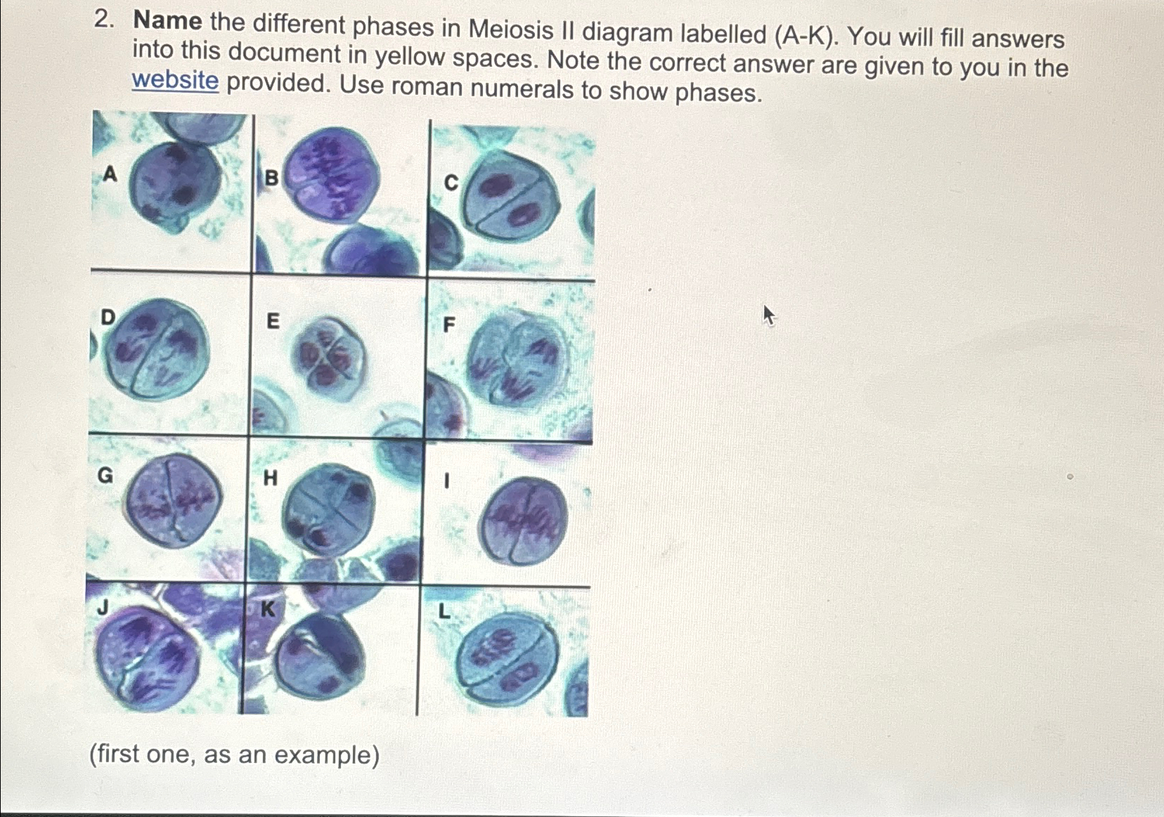 Solved Name the different phases in Meiosis II diagram | Chegg.com