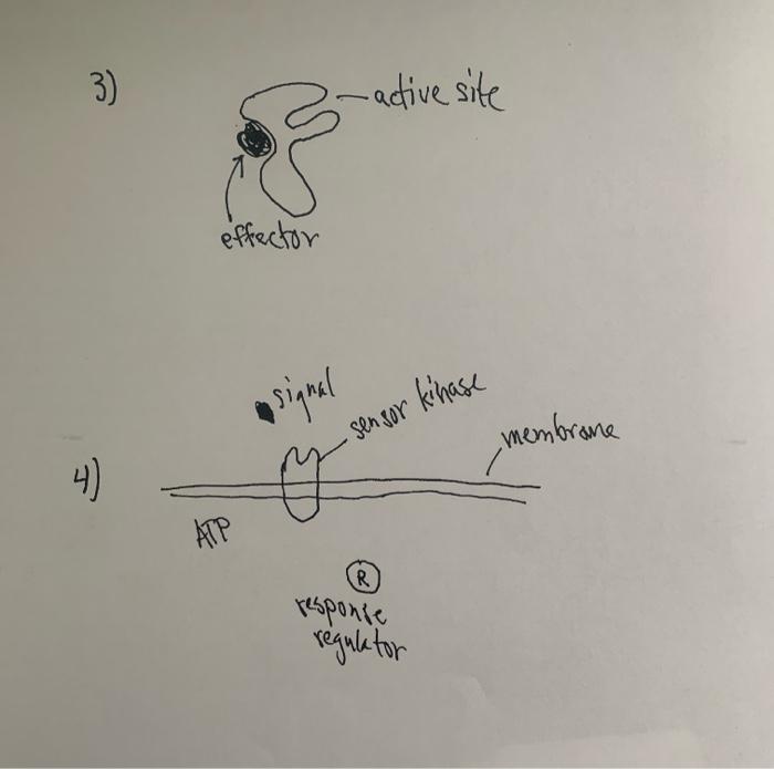 Solved 1. Refer to the diagram the arginine operon, showing | Chegg.com