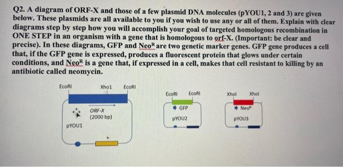 Q2. A diagram of ORF-X and those of a few plasmid DNA molecules ( \( \mathrm{PYOU1,2} \) and 3 ) are given below. These plasm