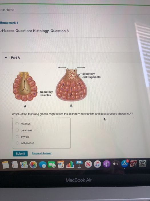 Solved urse Home Homework 4 artbased Question Histology,