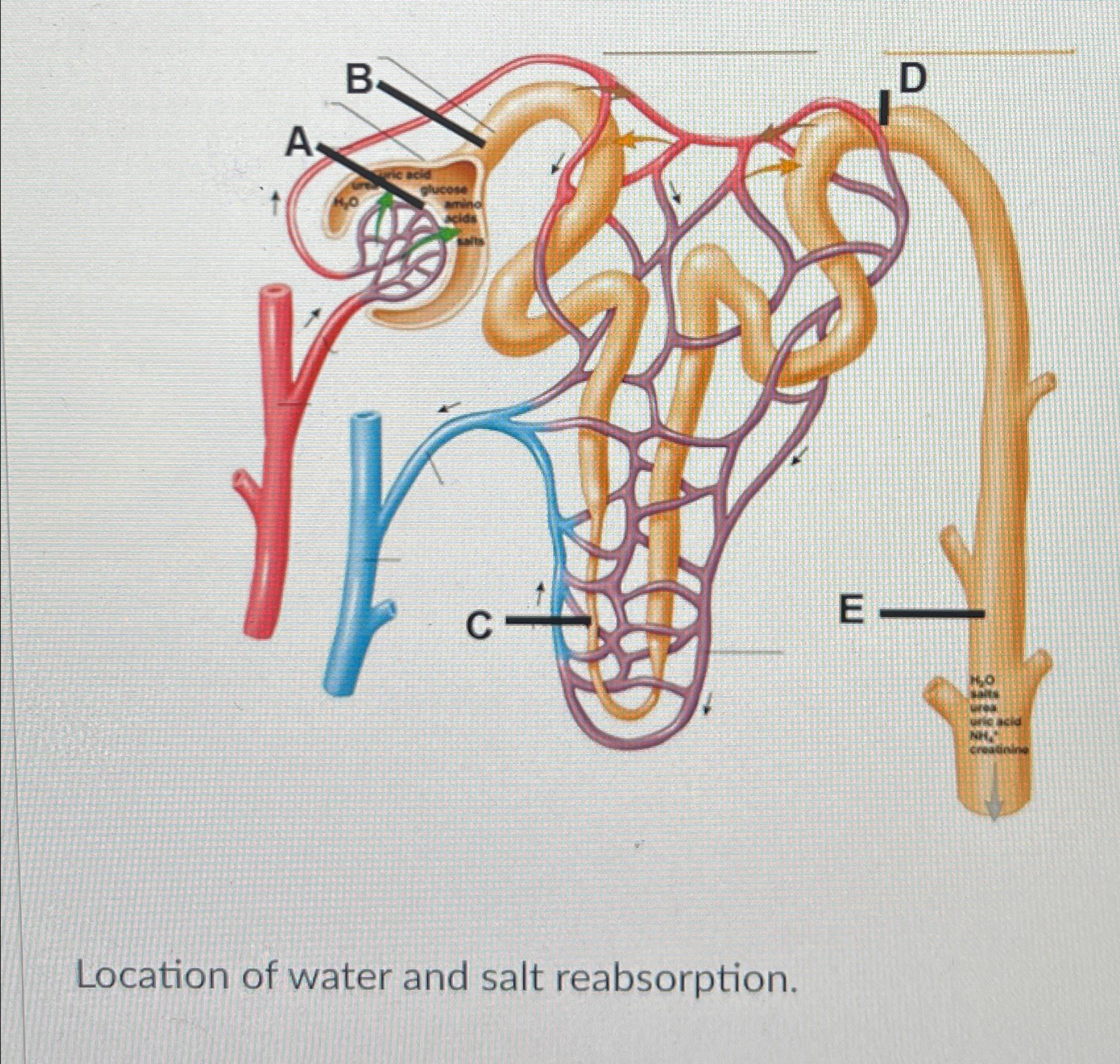 Solved Location of water and salt reabsorption. | Chegg.com