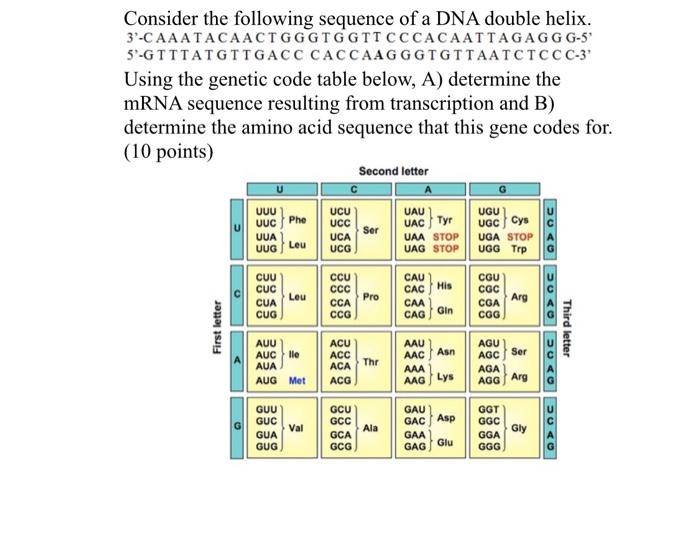 Solved Consider the following sequence of a DNA double | Chegg.com