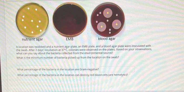 Solved A location was swabbed and a nutrient agar plate, an | Chegg.com