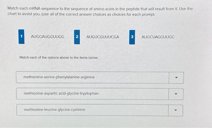 Solved Match each mRNA sequence to the sequence of amino | Chegg.com