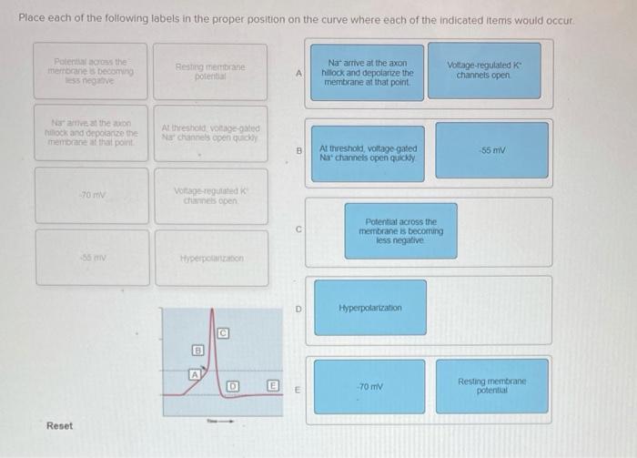 Solved Consider the factors that affect muscular strength. | Chegg.com