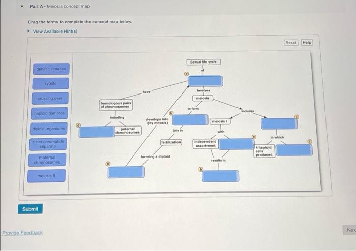 Solved Part A - Meiosis concept map Drag the terms to | Chegg.com