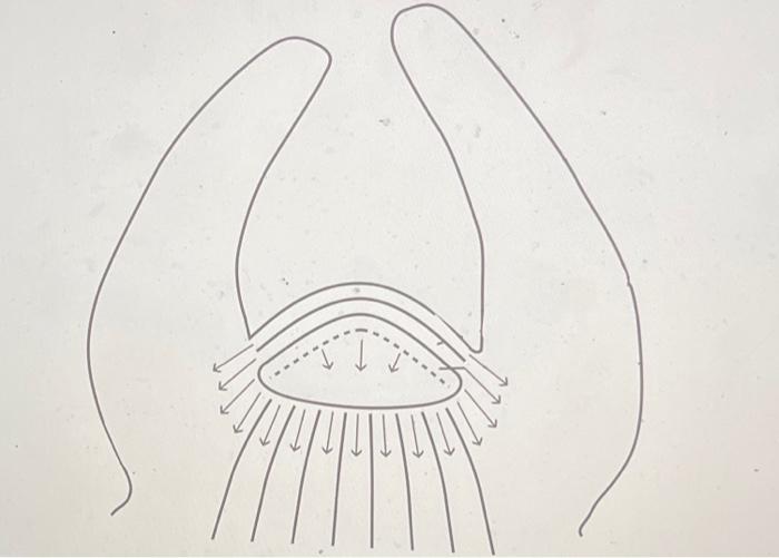 Solved Part III TunicaCorpus Theory (8pts) Label the