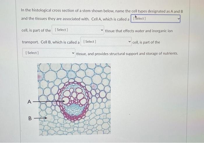 Solved In the histological cross section of a stem shown | Chegg.com