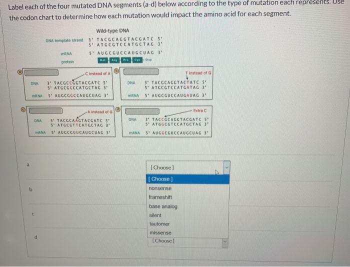 Solved Label each of the four mutated DNA segments (a-d) | Chegg.com