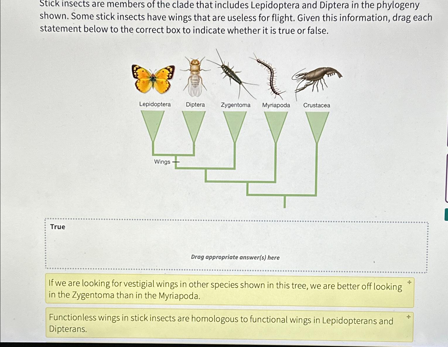 Solved Stick insects are members of the clade that includes | Chegg.com