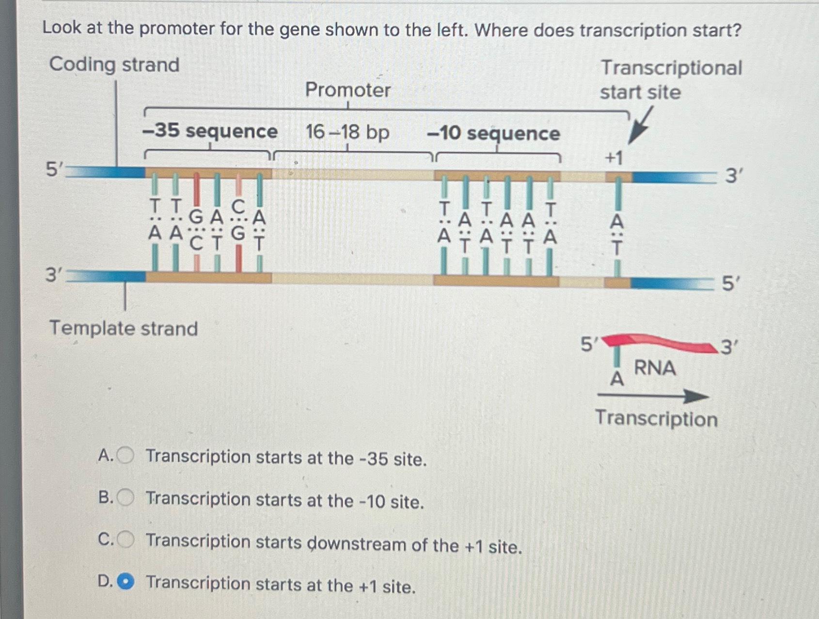 Solved Look at the promoter for the gene shown to the left. | Chegg.com