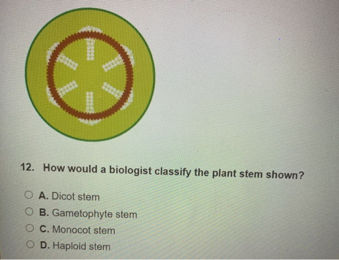 How Would A Biologist Classify The Plant Stem Shown